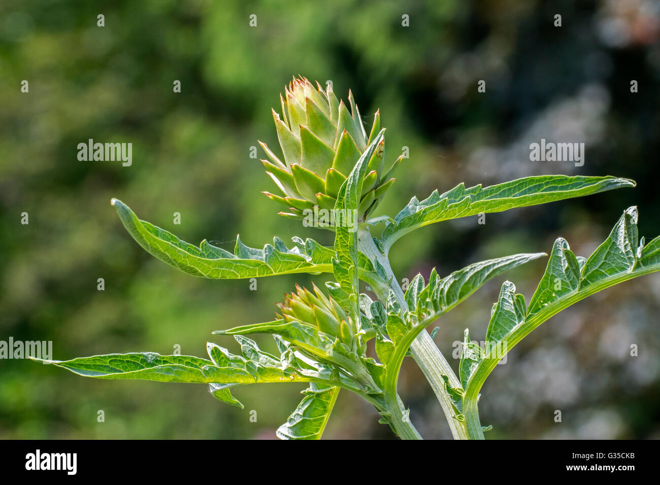 Globe artichoke (Cynara cardunculus var. scolymus / Cynara scolymus) close up of leaves and edible flower bud Stock Photo