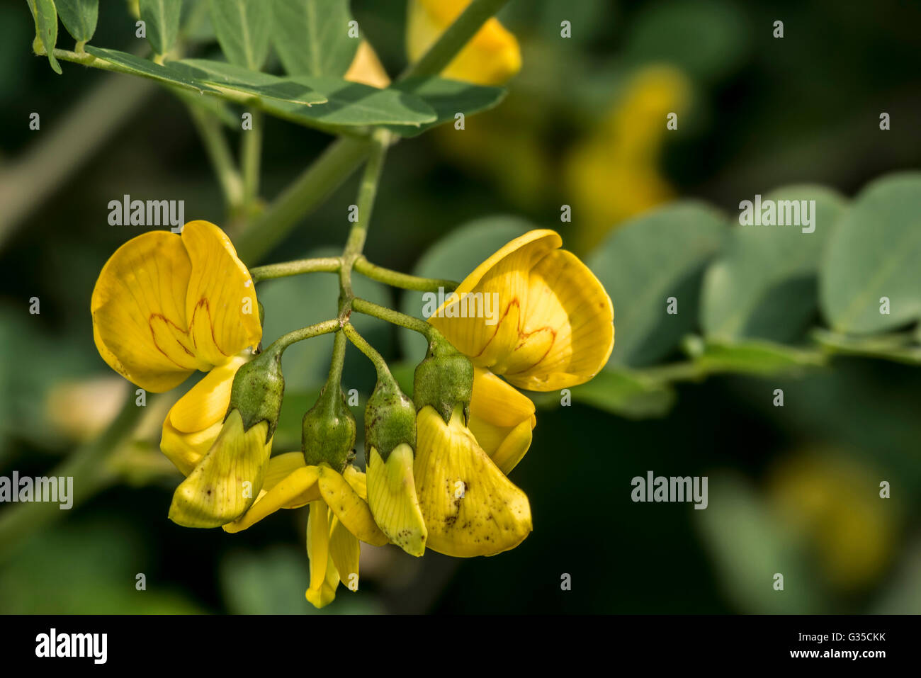Bladdersenna (Colutea arborescens), leguminous shrub in flower Stock