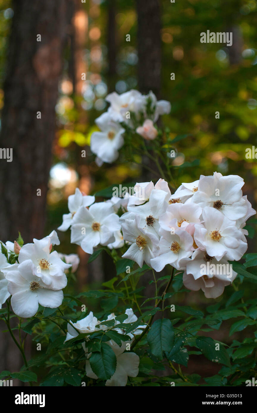 Rosa SALLY HOLMES Stock Photo