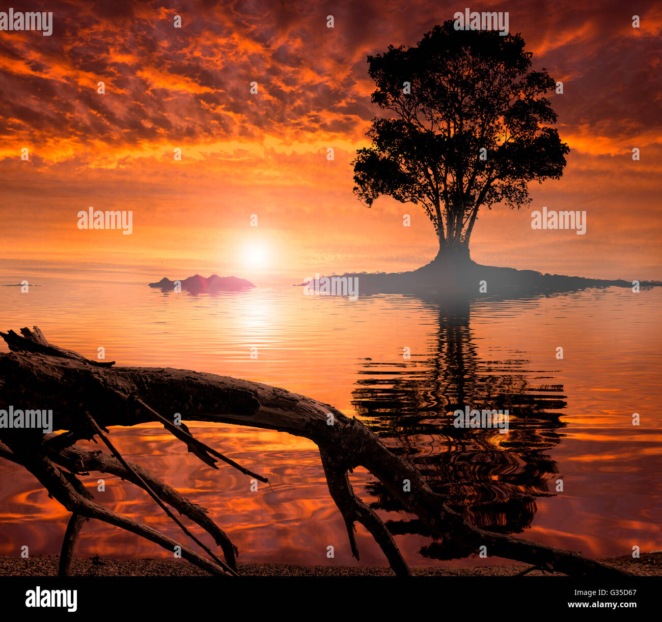 A lone tree on a small island at sunset with great reflections in the becalmed waters with driftwood in the foreground Stock Photo