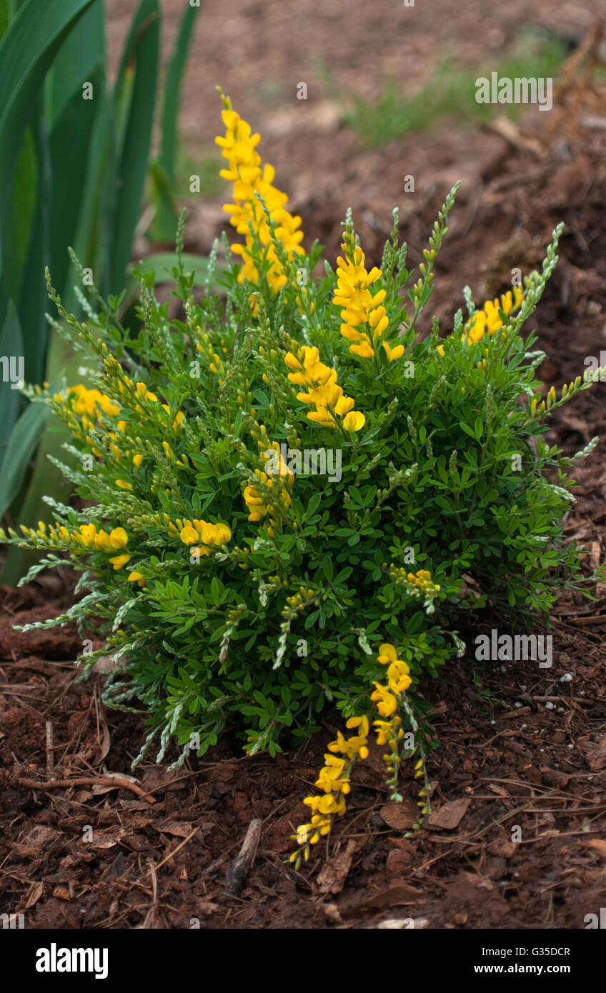 Genista x spachiana , Sweet Broom, Stock Photo