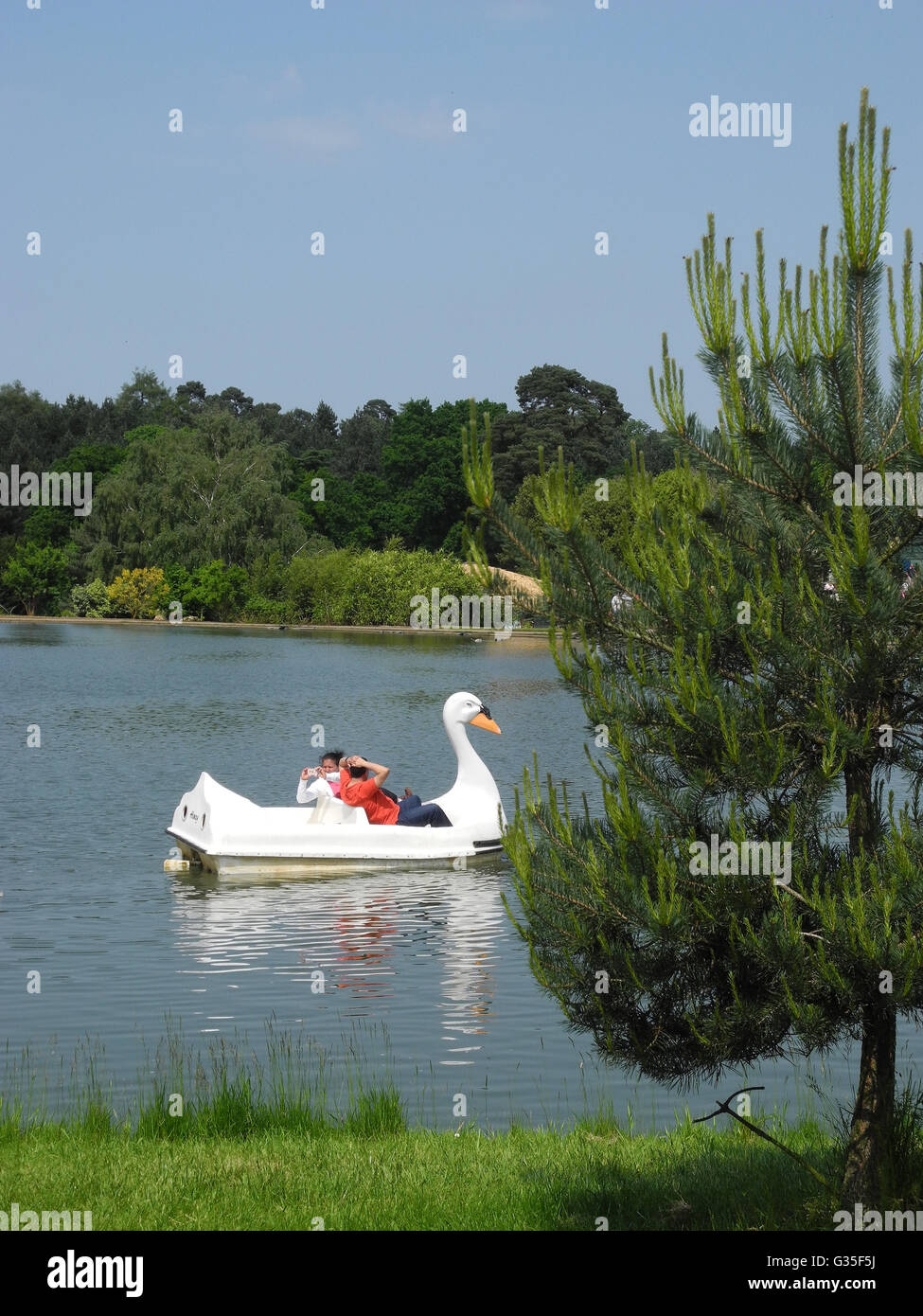 Family enjoying swan pedal boat at Woburn Safari Park, UK Stock Photo Alamy
