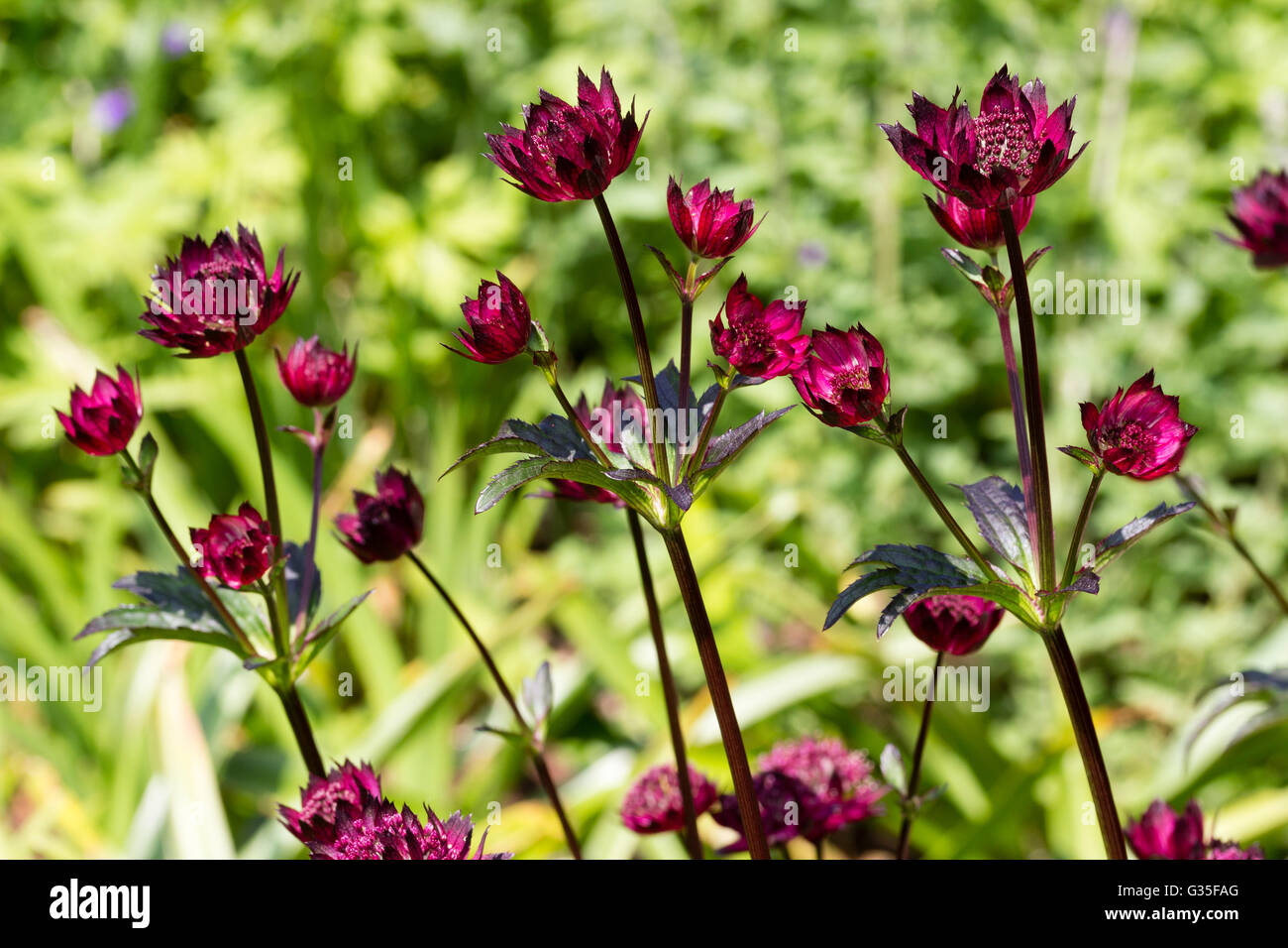 Flowers of the red form of the perennial masterwort, Astrantia major 'Gill Richardson' Stock Photo
