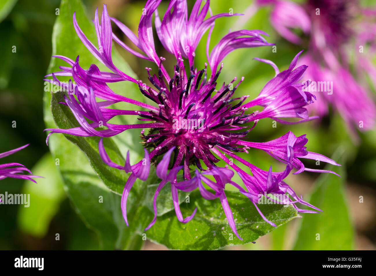 Deeper purple form of the cottage garden perennial bluet, Centaurea montana 'Purpurea' Stock Photo