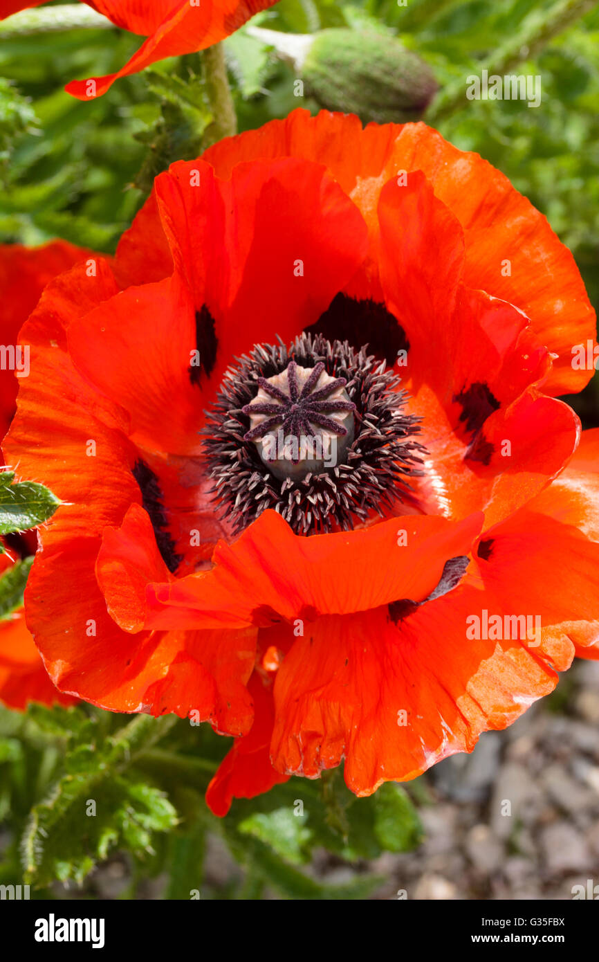Semi-double June flower of the flamboyant oriental poppy, Papaver orientale Stock Photo