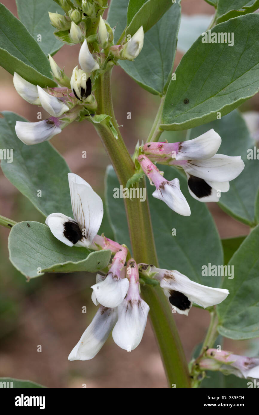 Early June flowers of the broad or fava bean, Vicia faba 'Witkiem Manita' Stock Photo
