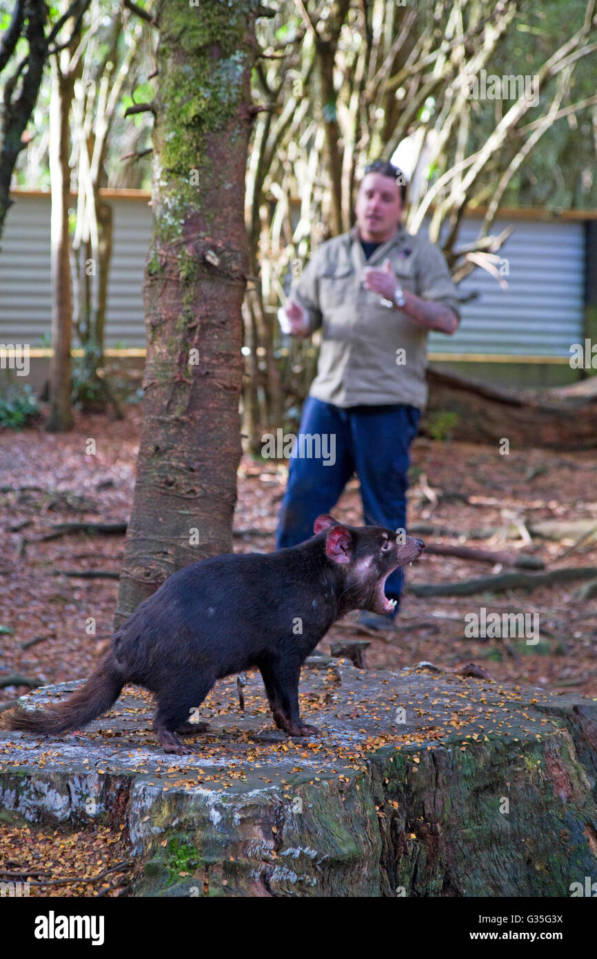 Tasmanian devil at a wildlife park in Tasmania Stock Photo