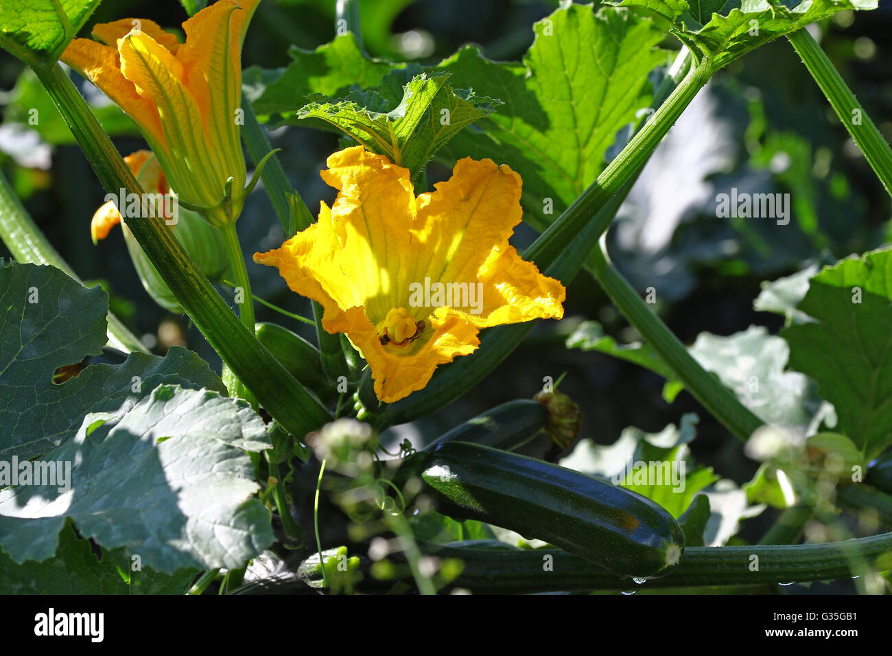 Zucchini plant, flower and fruit on a field Stock Photo Alamy