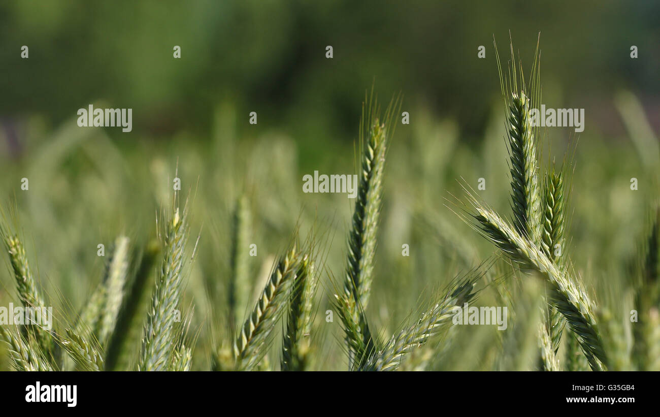 Wheat field agriculture background Stock Photo