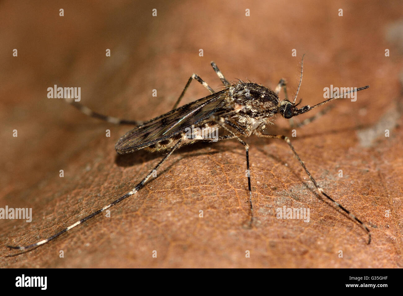 Culiseta annulata deals