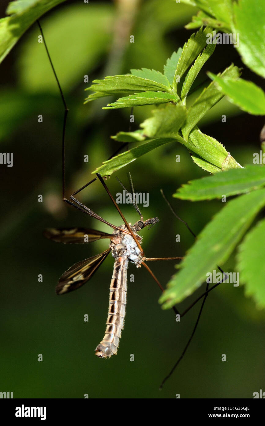 Tipula vittata crane fly showing legs. Cranefly in the family Tipulidae, showing long ungainly legs Stock Photo