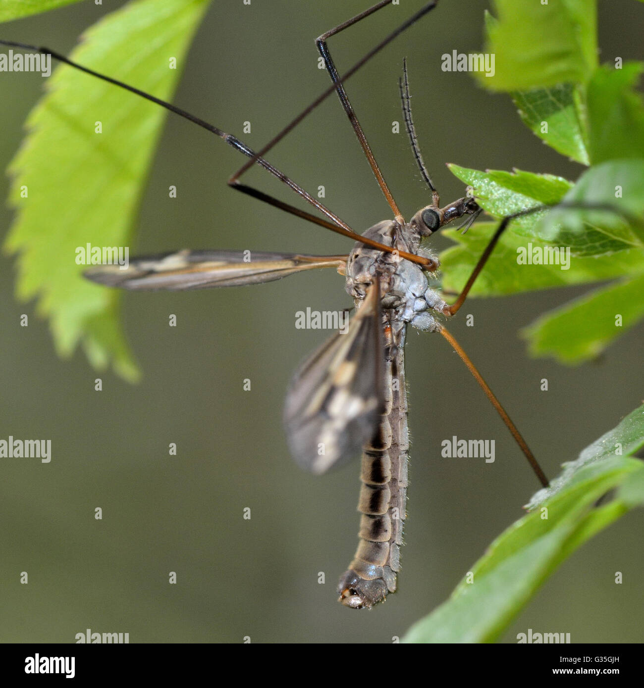 Tipula vittata crane fly. Cranefly in the family Tipulidae, showing long ungainly legs Stock Photo