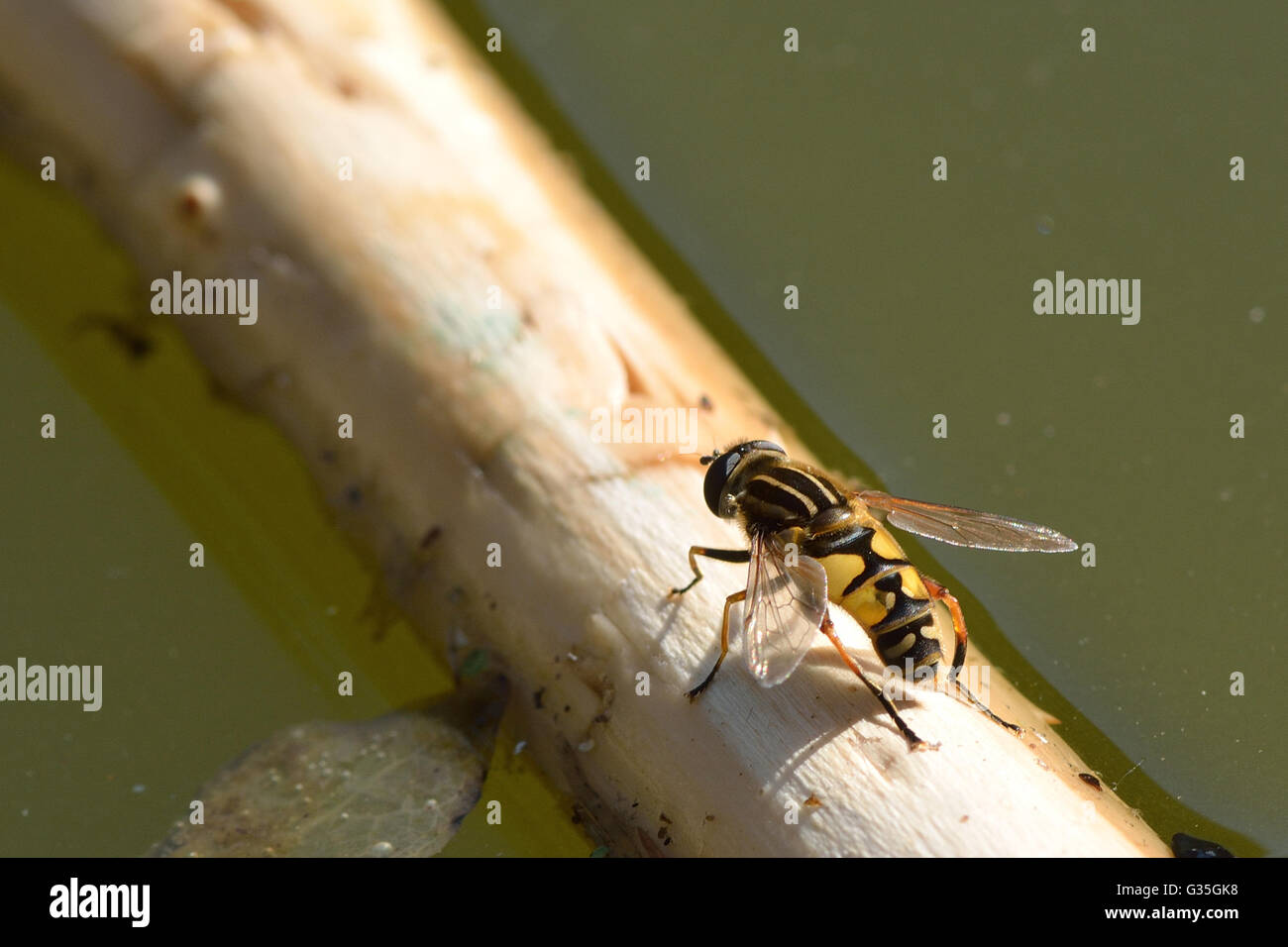 The footballer hoverfly (Helophilus pendulus). Boldly patterned hovefly over water, in the family Syrphidae Stock Photo