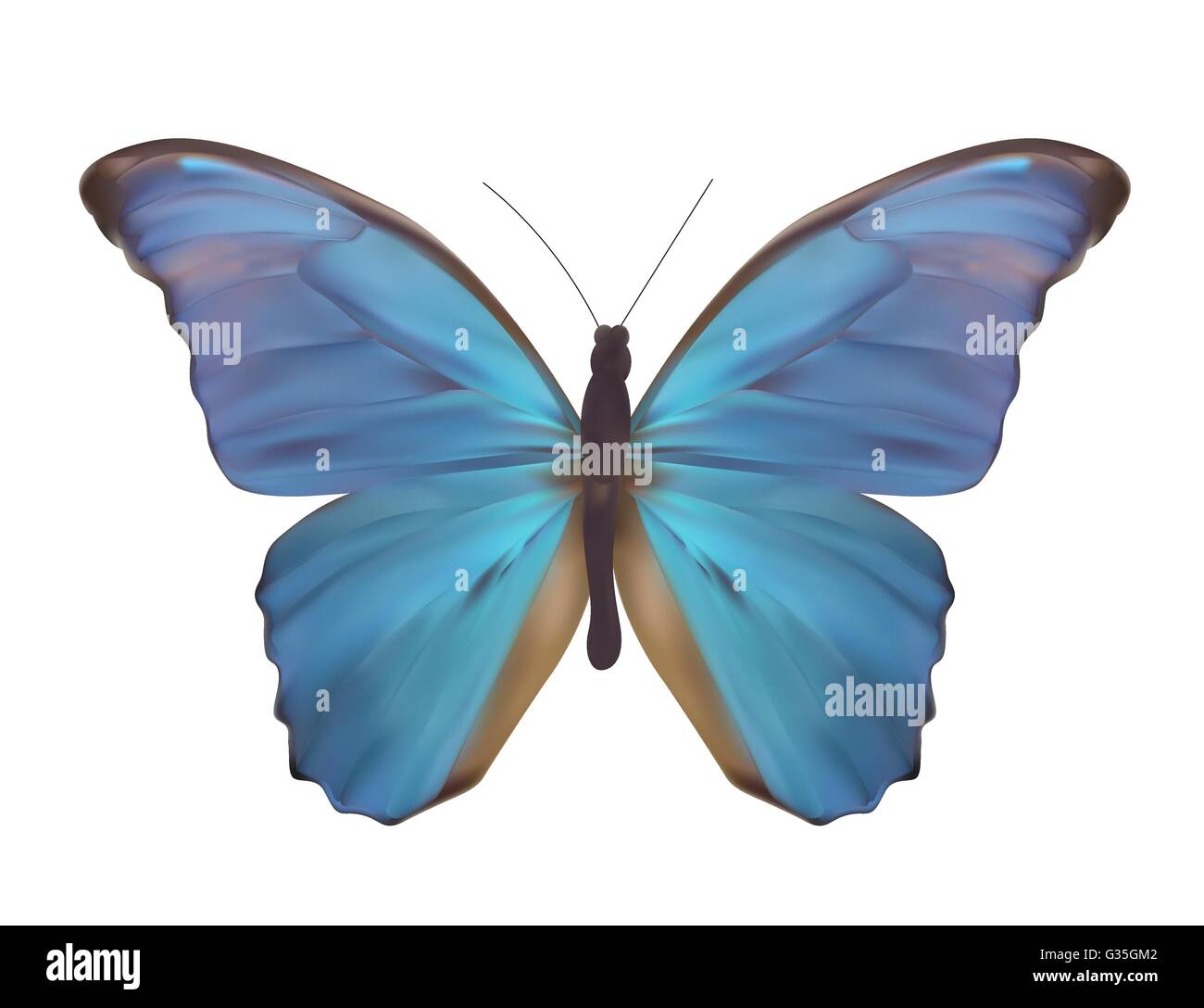 Blue Butterfly Isolated on White Realistic Vector Illustration Stock ...