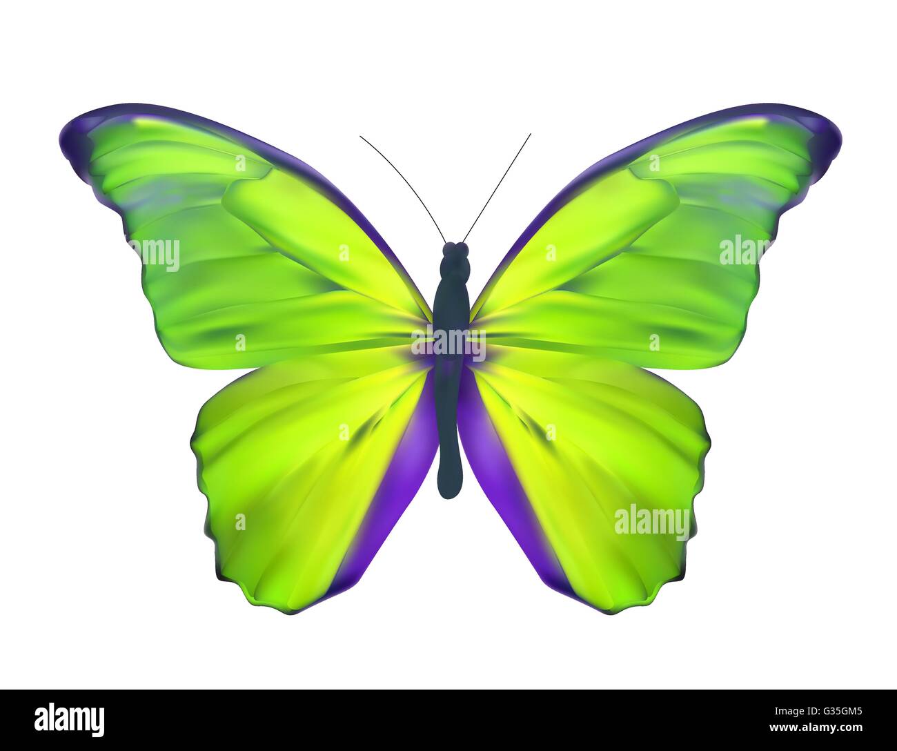 Green Butterfly Isolated on White Realistic Stock Vector Image & Art