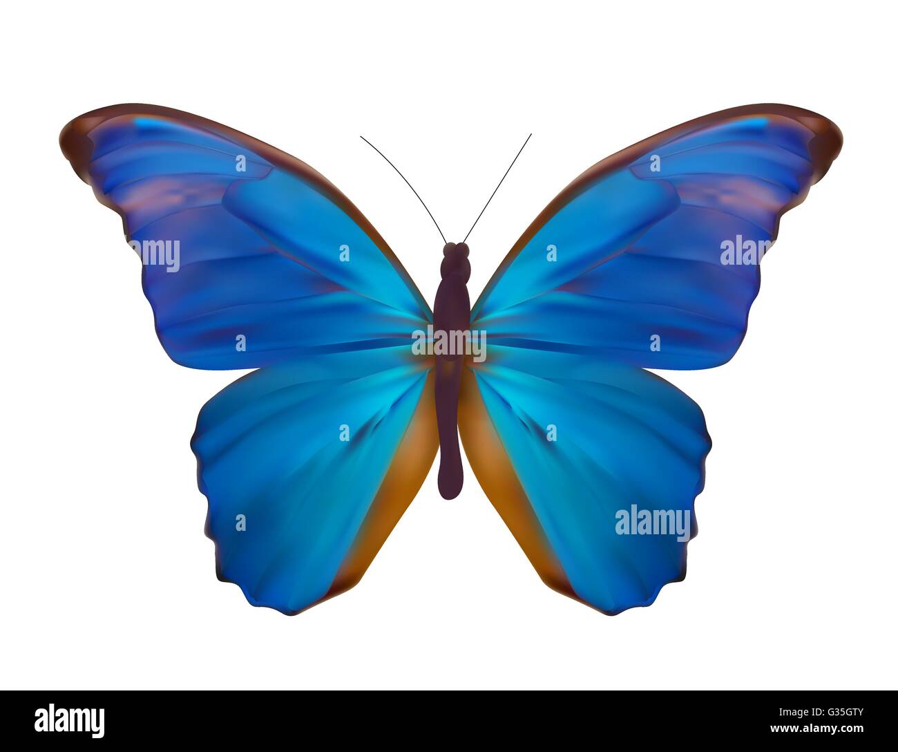Blue Butterfly Isolated on White Realistic Vector Illustration Stock ...