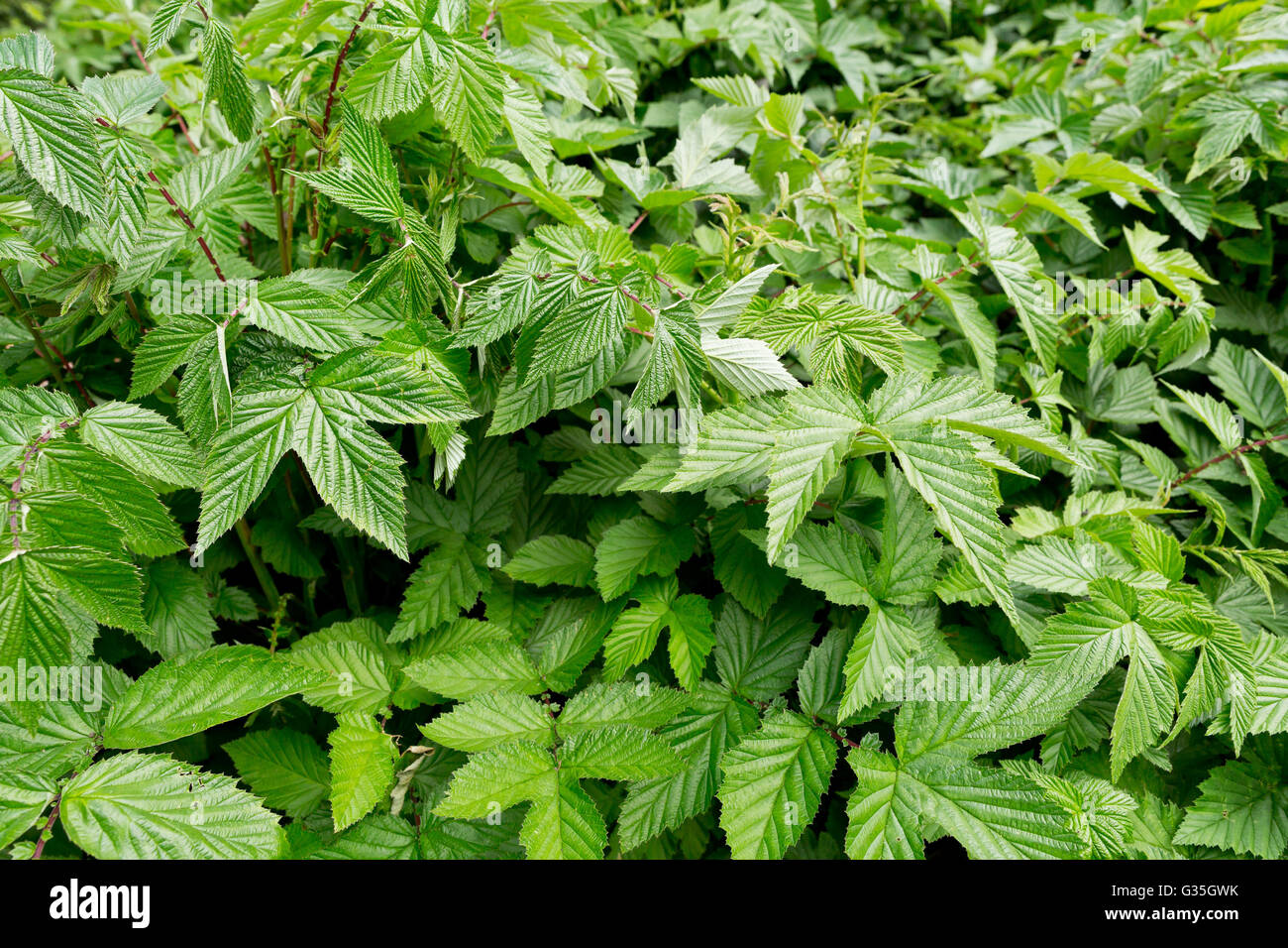 Filipendula ulmaria also known as Spirea ulmaria plant, source of Aspirin Stock Photo