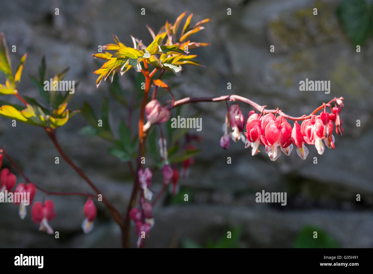 Bleeding hearts plant Stock Photo - Alamy