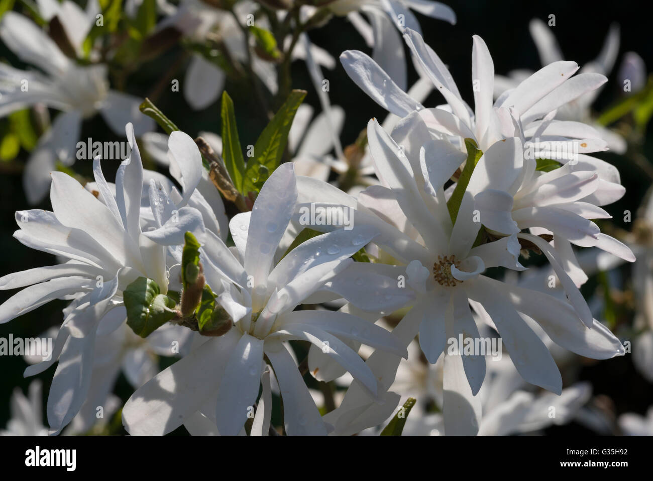 White star stella magnolia Stock Photo - Alamy