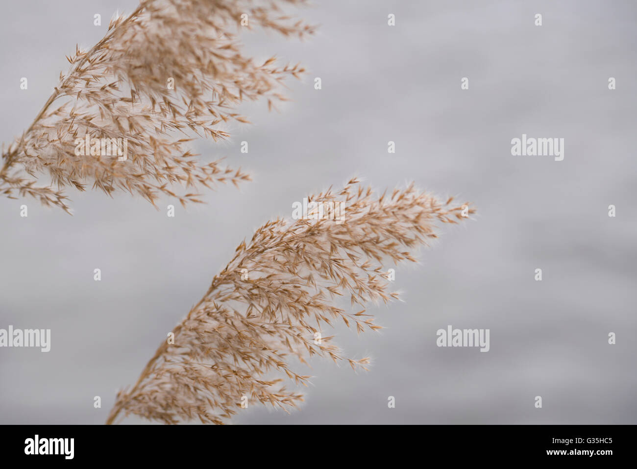 Grass seed head grasses hi-res stock photography and images - Alamy
