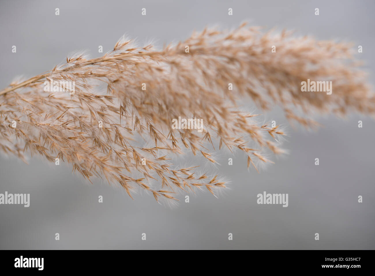 Grass seed head grasses hi-res stock photography and images - Alamy