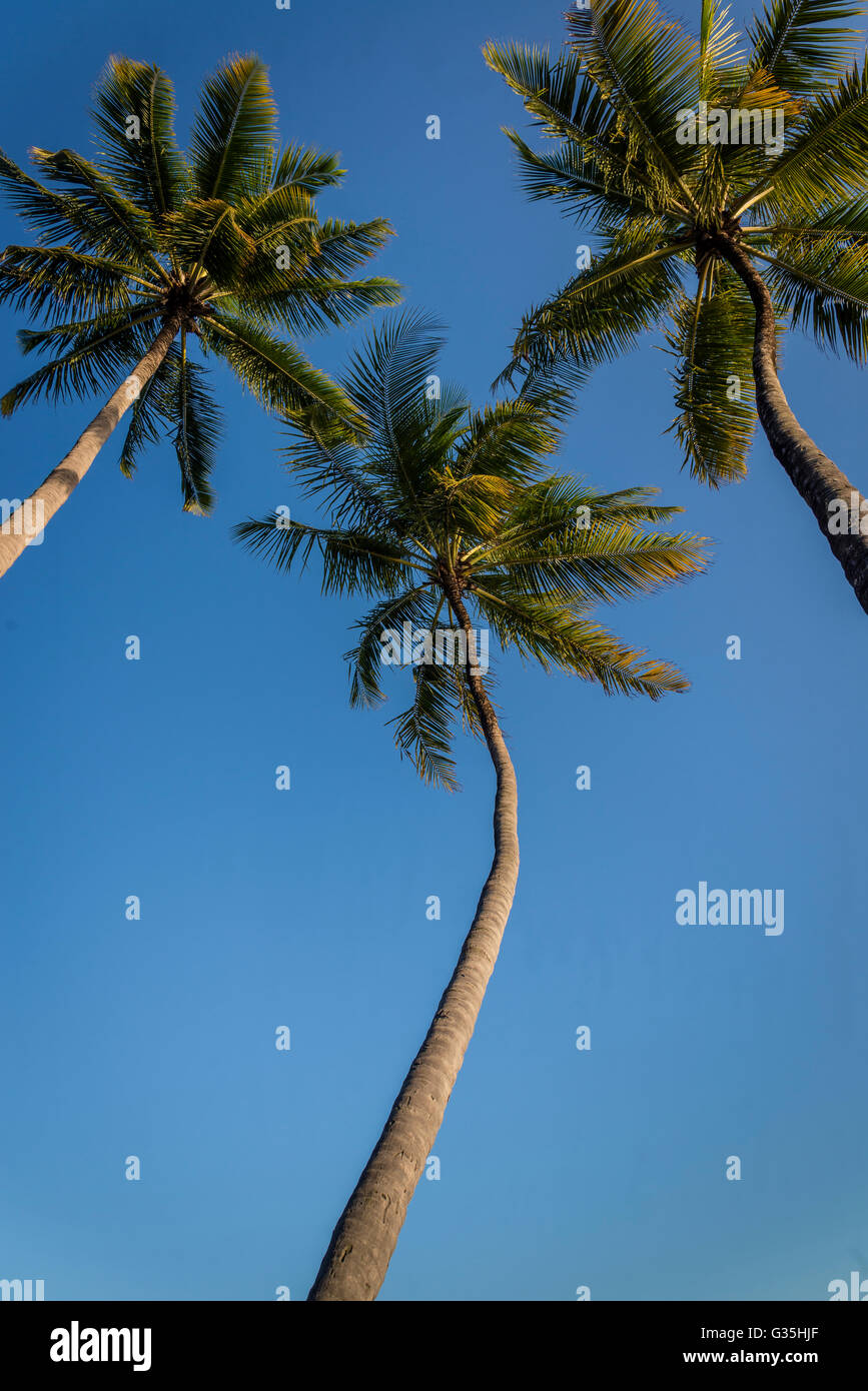 Three palm trees, Maceio, Brazil Stock Photo
