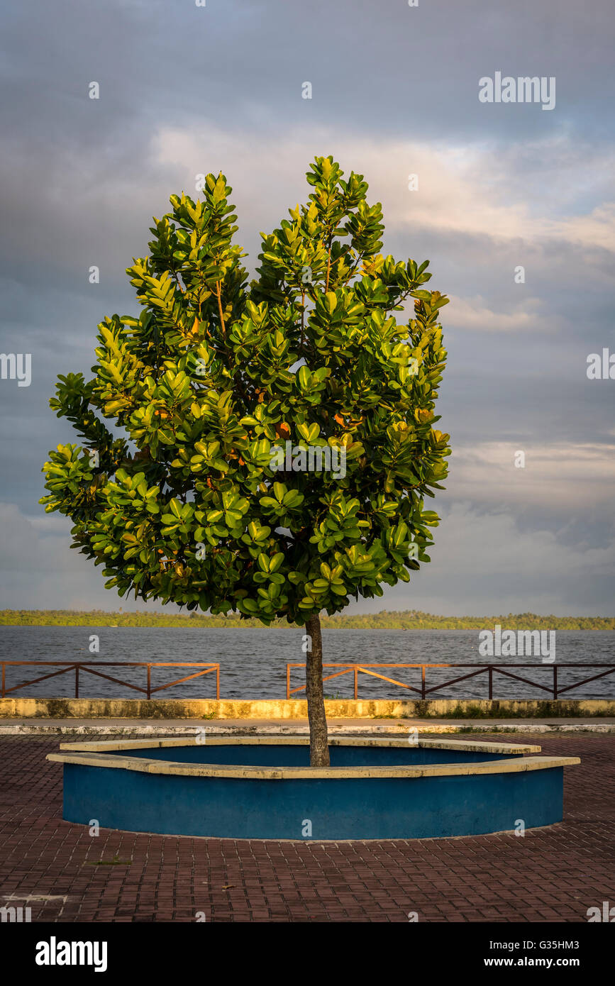 Tree, Marechal Deodoro, Maceio, Alagoas, Brazil Stock Photo