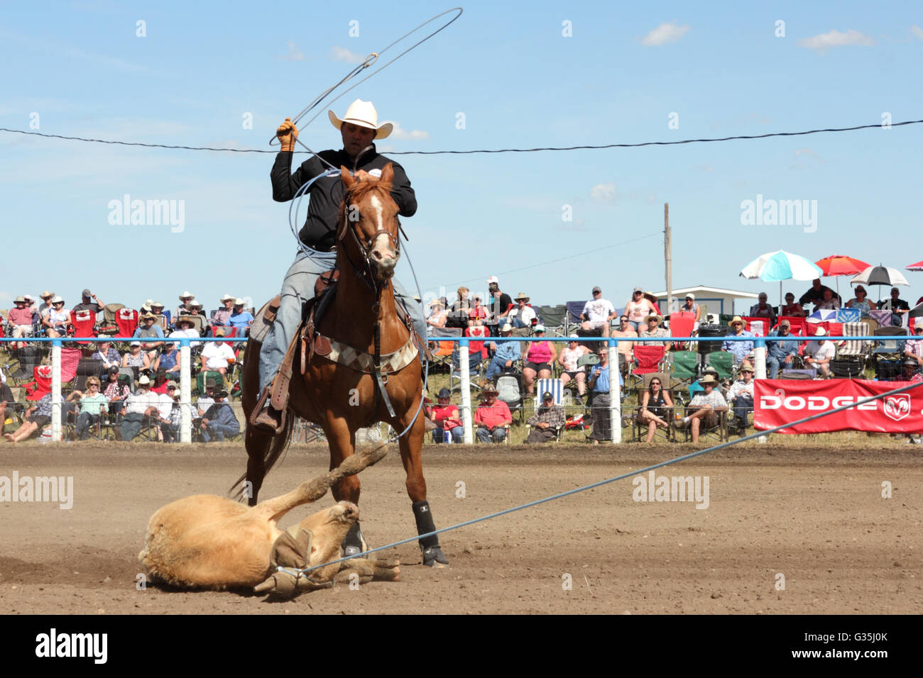 Cowboy in team-roping event in a rodeo in Alberta, Canada. Stock Photo