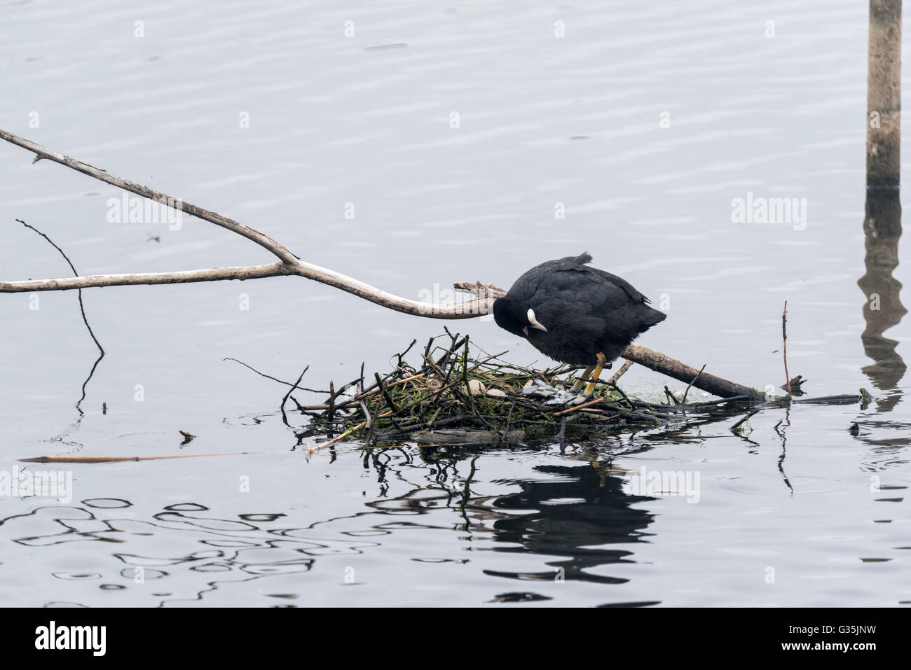 A standing Coot (Fulica atra) on its nest showing a couple of eggs it is incubating Stock Photo