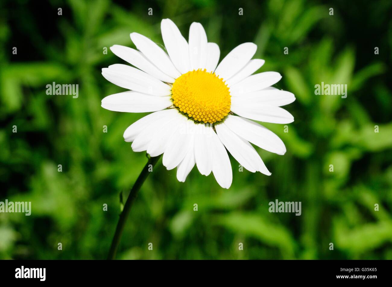 ox eye daisy dog daisy flower Leucanthmum vulgare Chrysanthemum vulgare Stock Photo