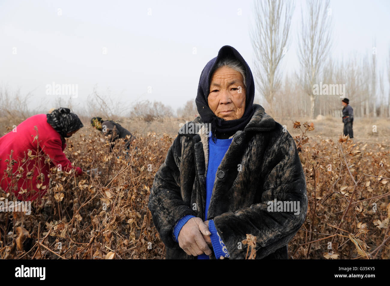 CHINA province Xinjiang Kashgar , uyghur women harvest cotton manually