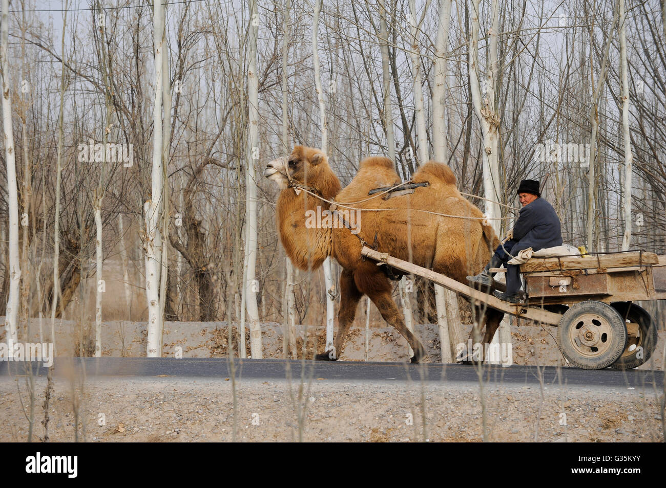 CHINA province Xinjiang uighur villages around city Kashgar where uyghur people are living, farmer with camel cart on poplar tree avenue in winter Stock Photo