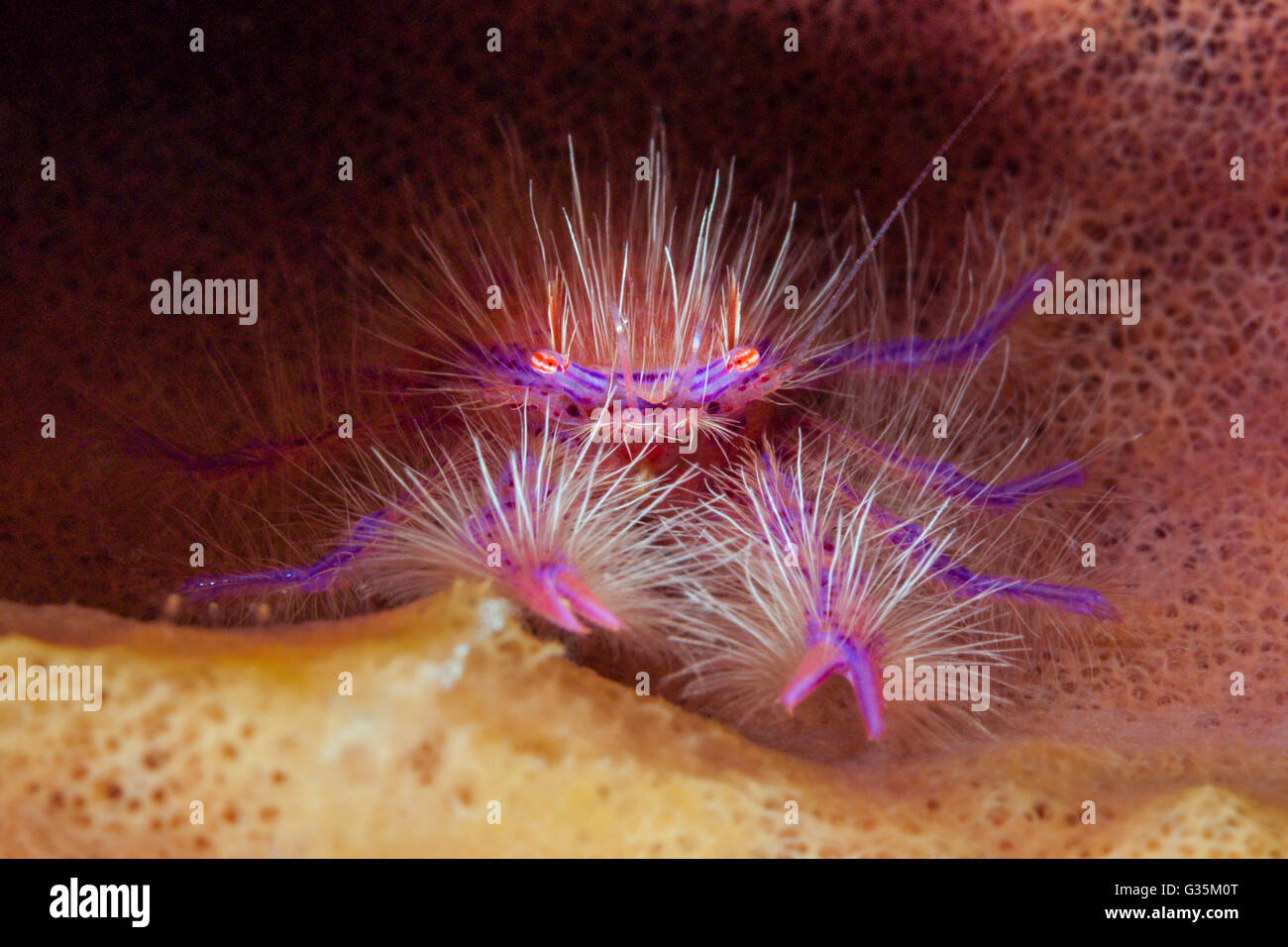 Hairy Squat Lobster, Lauriea siagiani, Komodo National Park, Indonesia Stock Photo