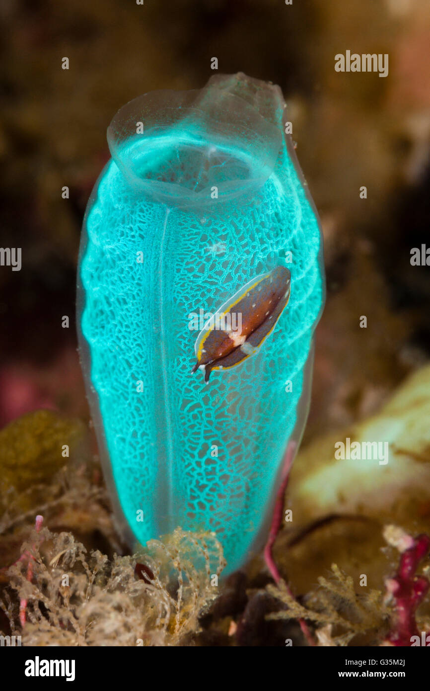 Flatworm on translucent Club Sea Squirt, Pseudoceors sp., Komodo National Park, Indonesia Stock Photo