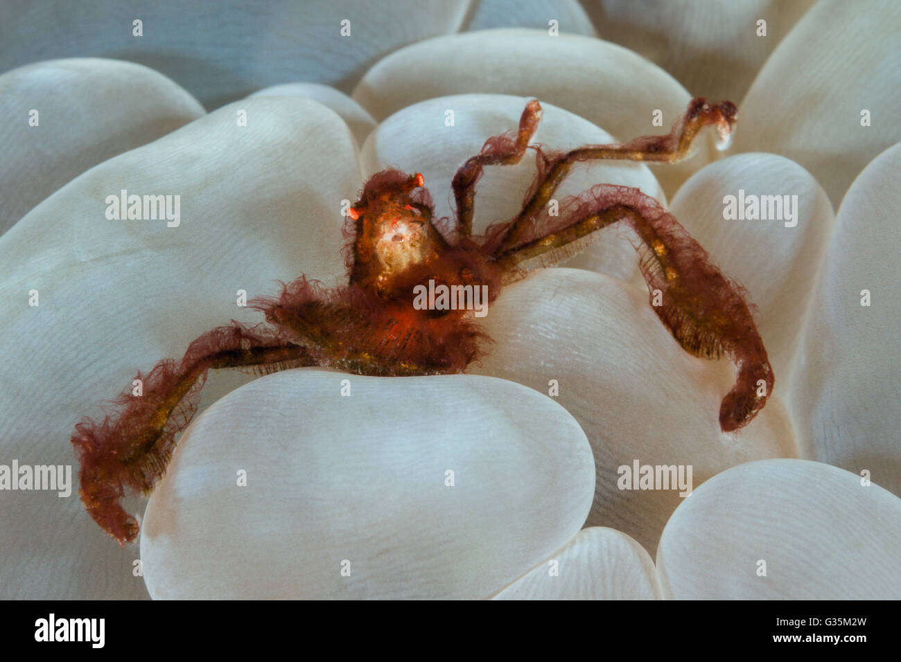 Orangutan Crab in Bubble Coral, Achaeus japonicus, Komodo National Park, Indonesia Stock Photo