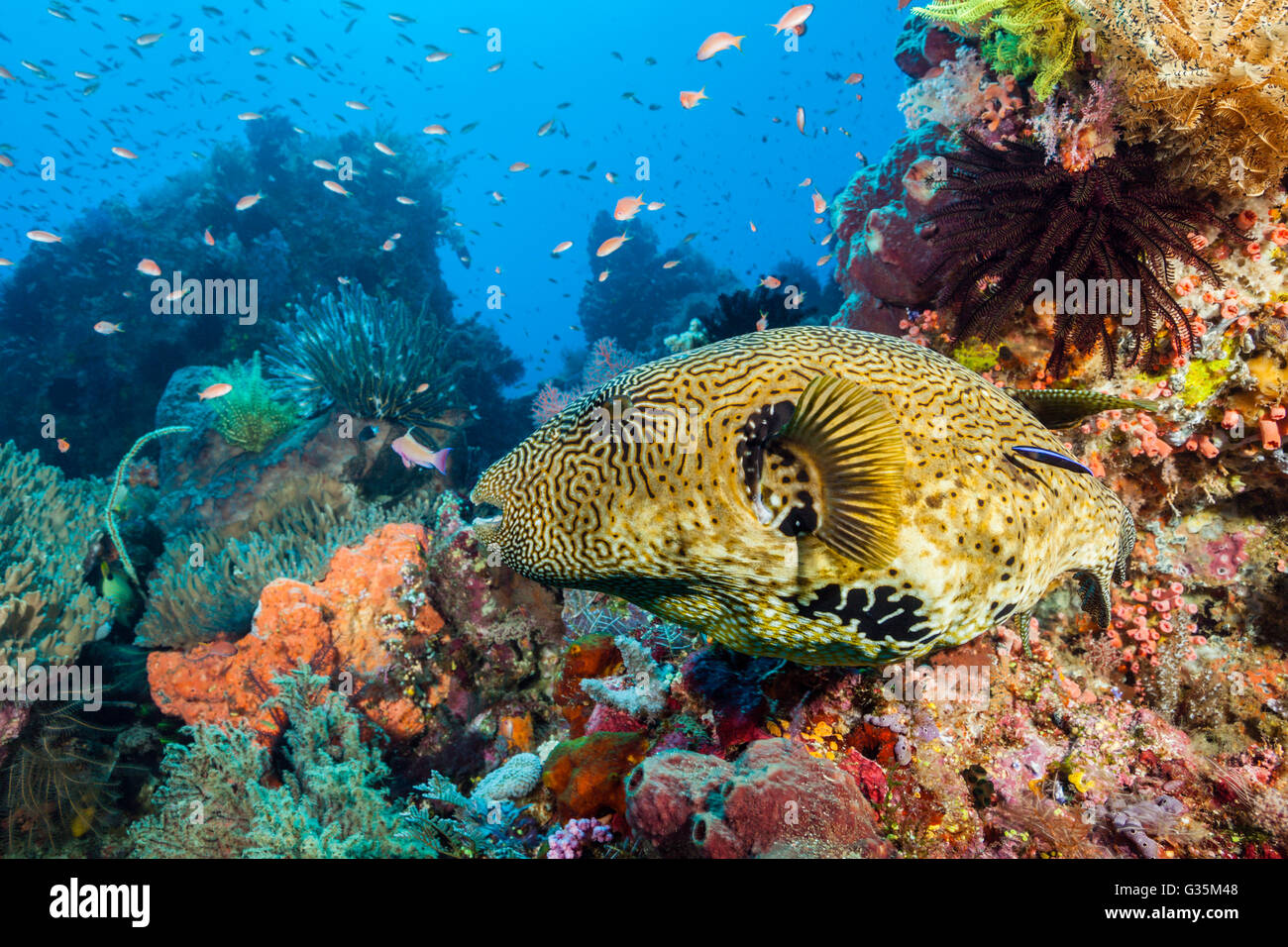 Map Puffer at Coral Reef, Arothron mappa, Komodo National Park, Indonesia Stock Photo