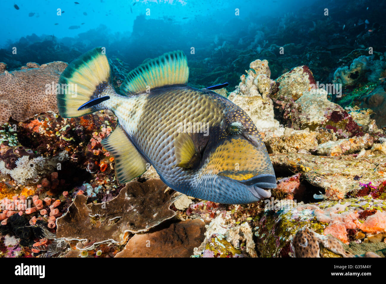 Giant Triggerfish beeing cleaned, Balistoides viridescens, Komodo National Park, Indonesia Stock Photo