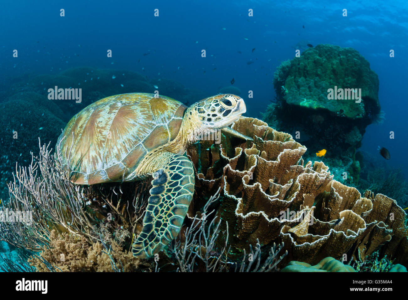Green Sea Turtle, Chelonia mydas, Komodo National Park, Indonesia Stock