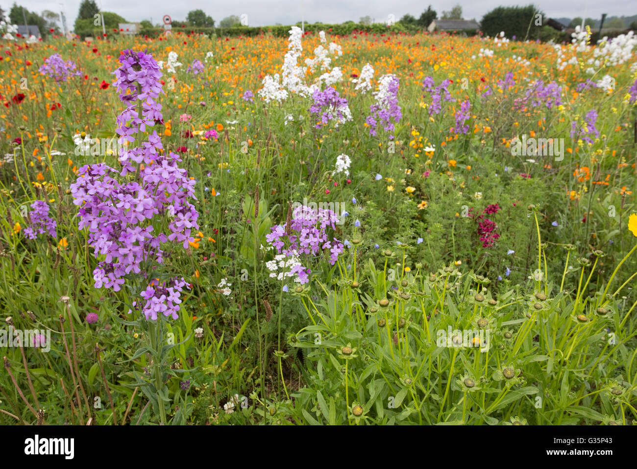 Roadside wildflowers hi-res stock photography and images - Alamy