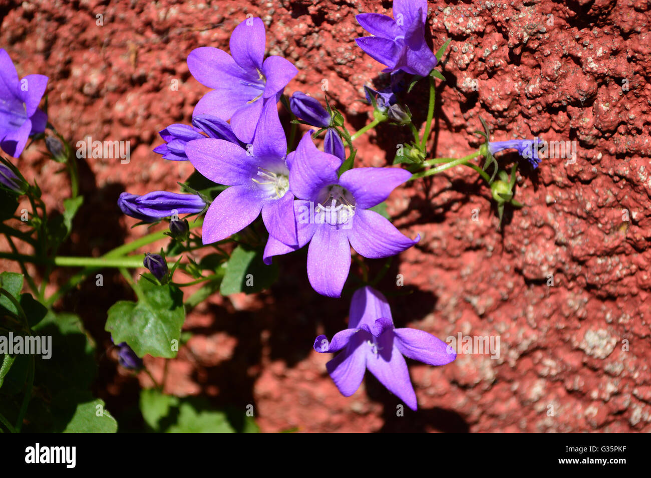Campanula Portenschlagiana, a small purple  rock plant, against a dark red wall Stock Photo