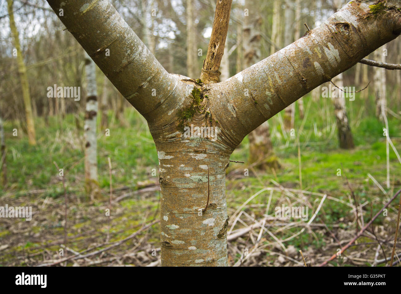 Broad leaved trees damaged by Grey Squirrels Sciurus carolinensis Devon