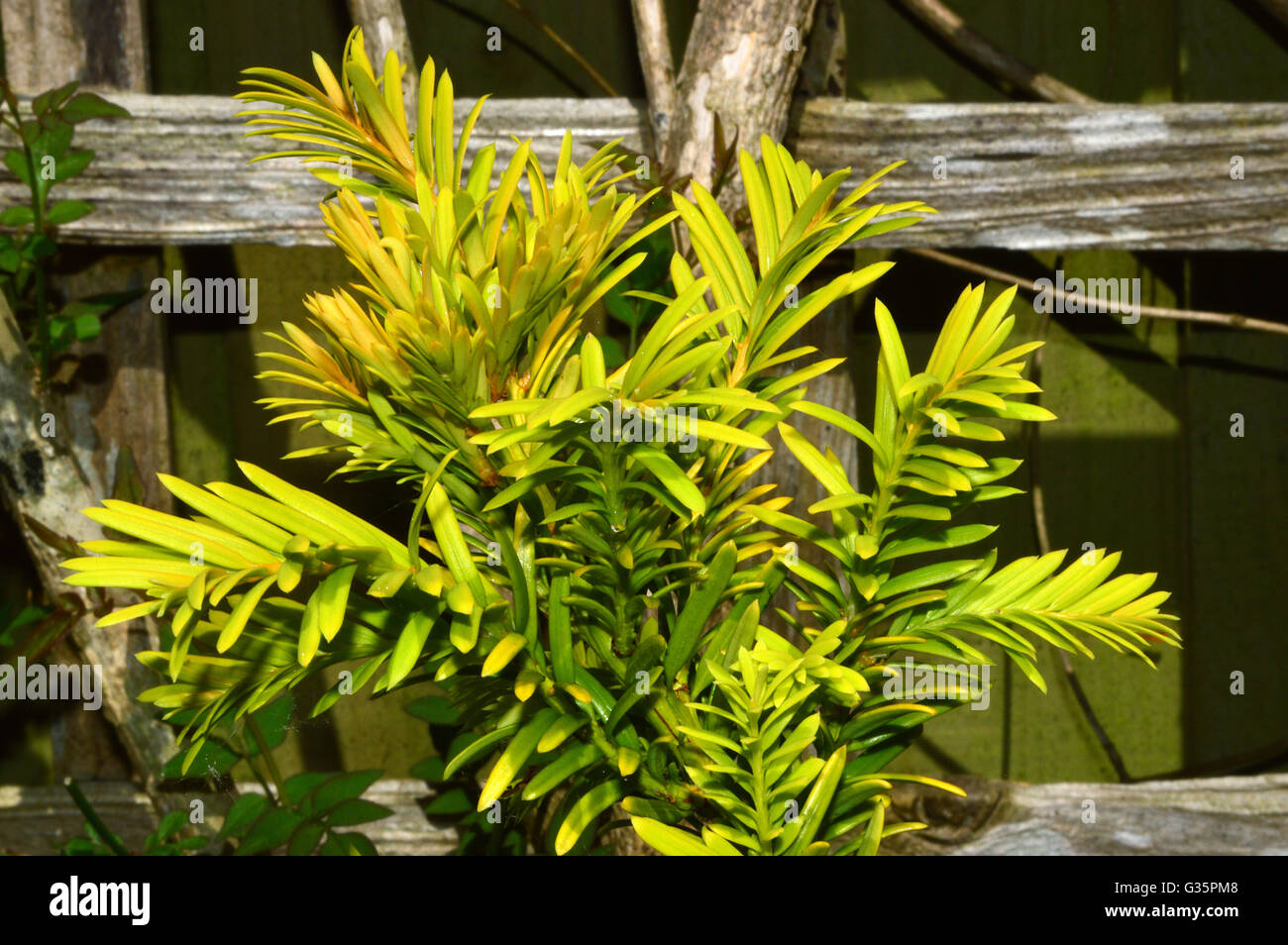 Evergreen spikes  of small bush in garden plant pot Stock Photo