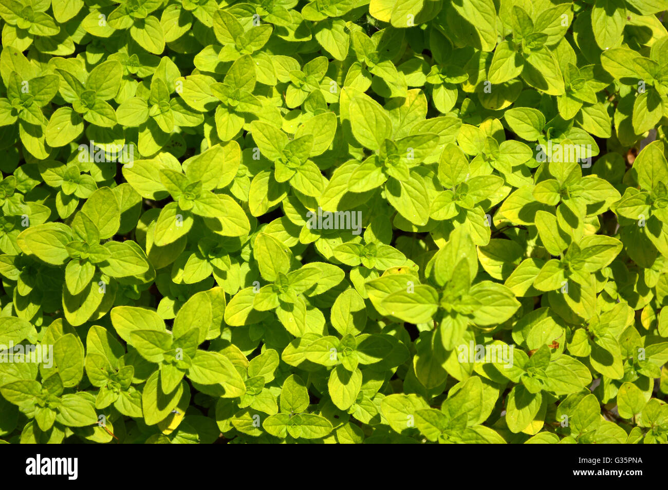 A carpet of green leaves in garden plant pot Stock Photo