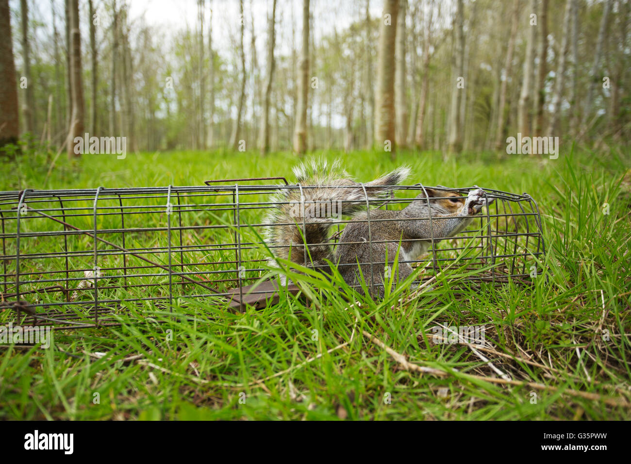 Grey Squirrel caught in a Humane Squirrel Trap Sciurus Carolinensis Surrey  UK Stock Photo - Alamy