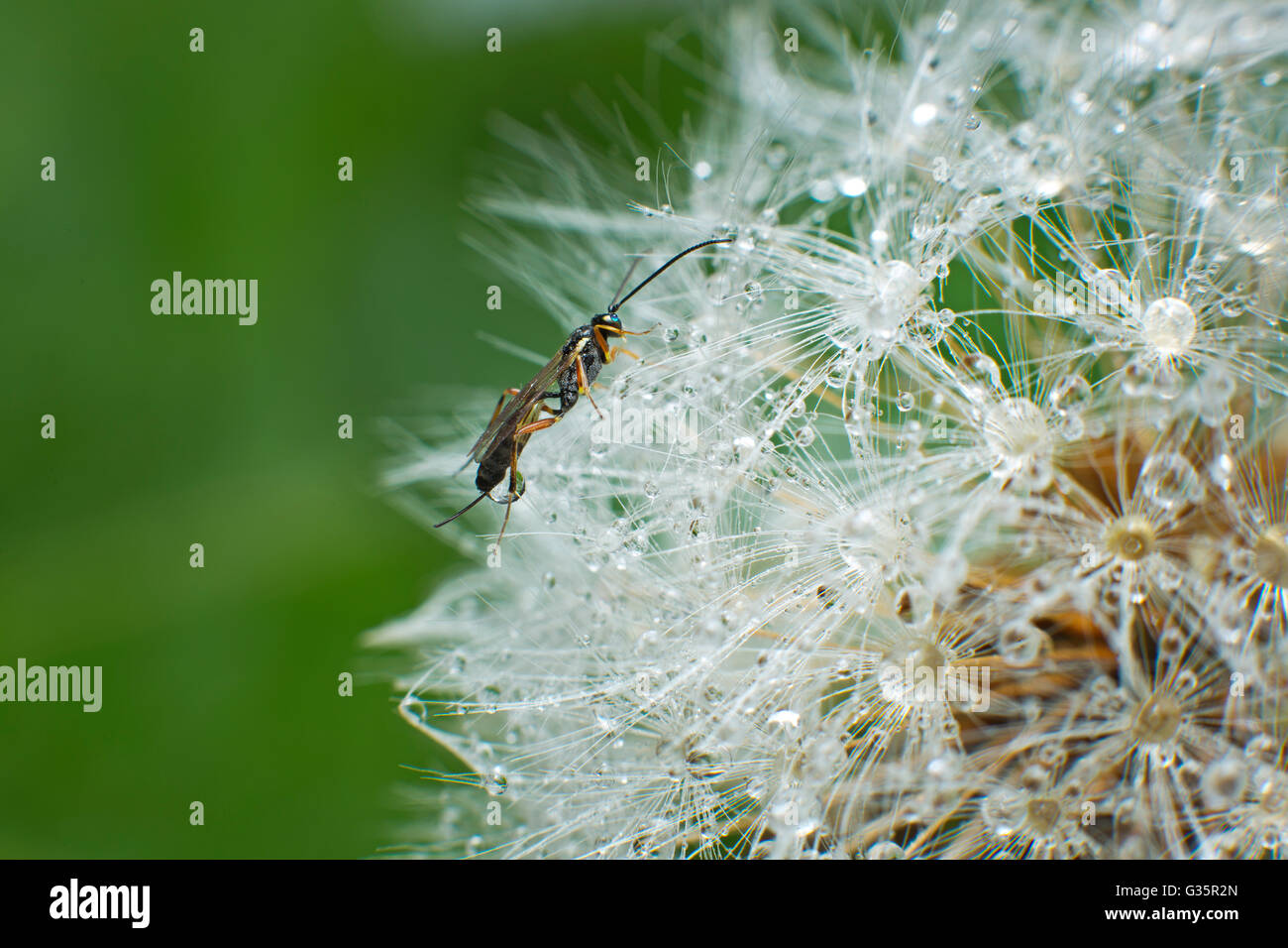insect on dandelion seed head Stock Photo