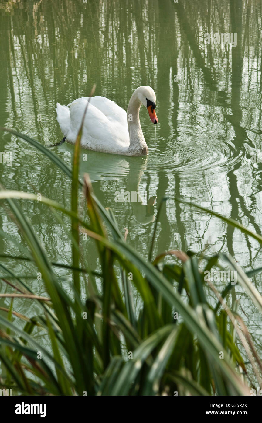 Swan in the Stock Photo Alamy