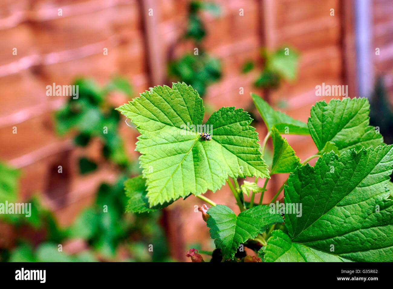 LADYBIRD YELLOW / BLACK SPOTS Stock Photo Alamy