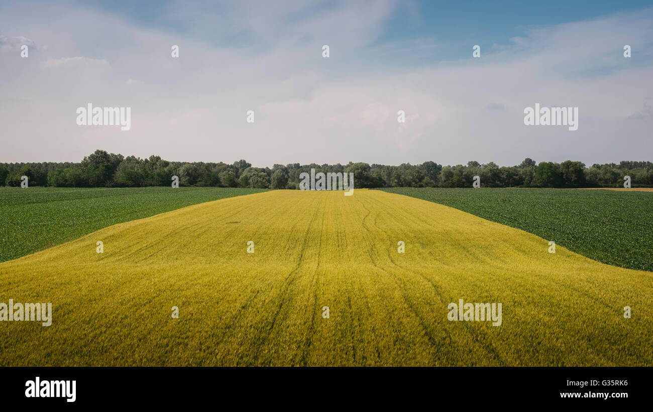 Fog corn field hi-res stock photography and images - Alamy