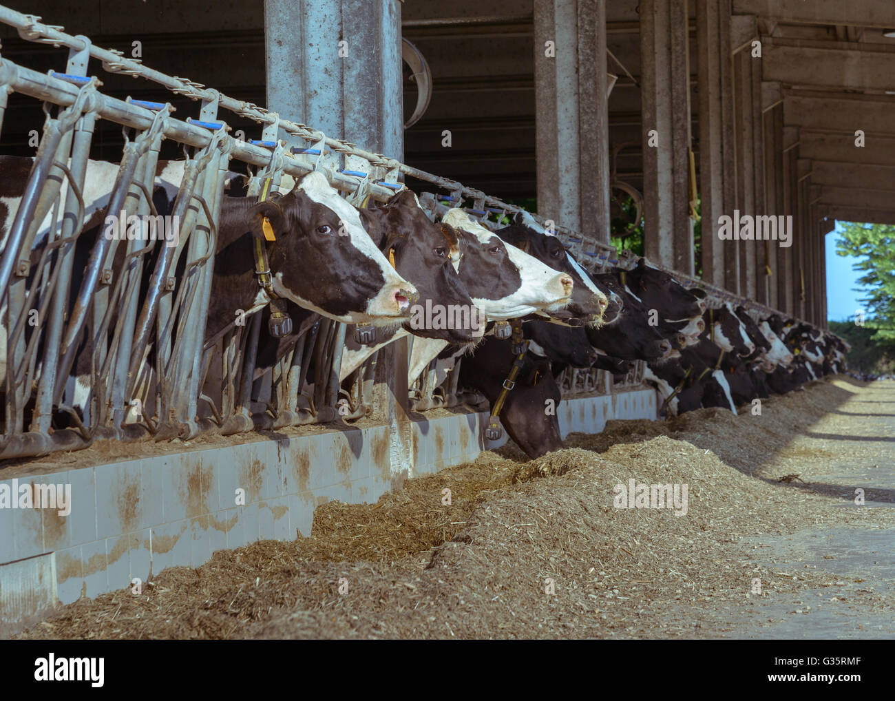 Farm cows in a row while caged, ready for slaughterhouse Stock Photo