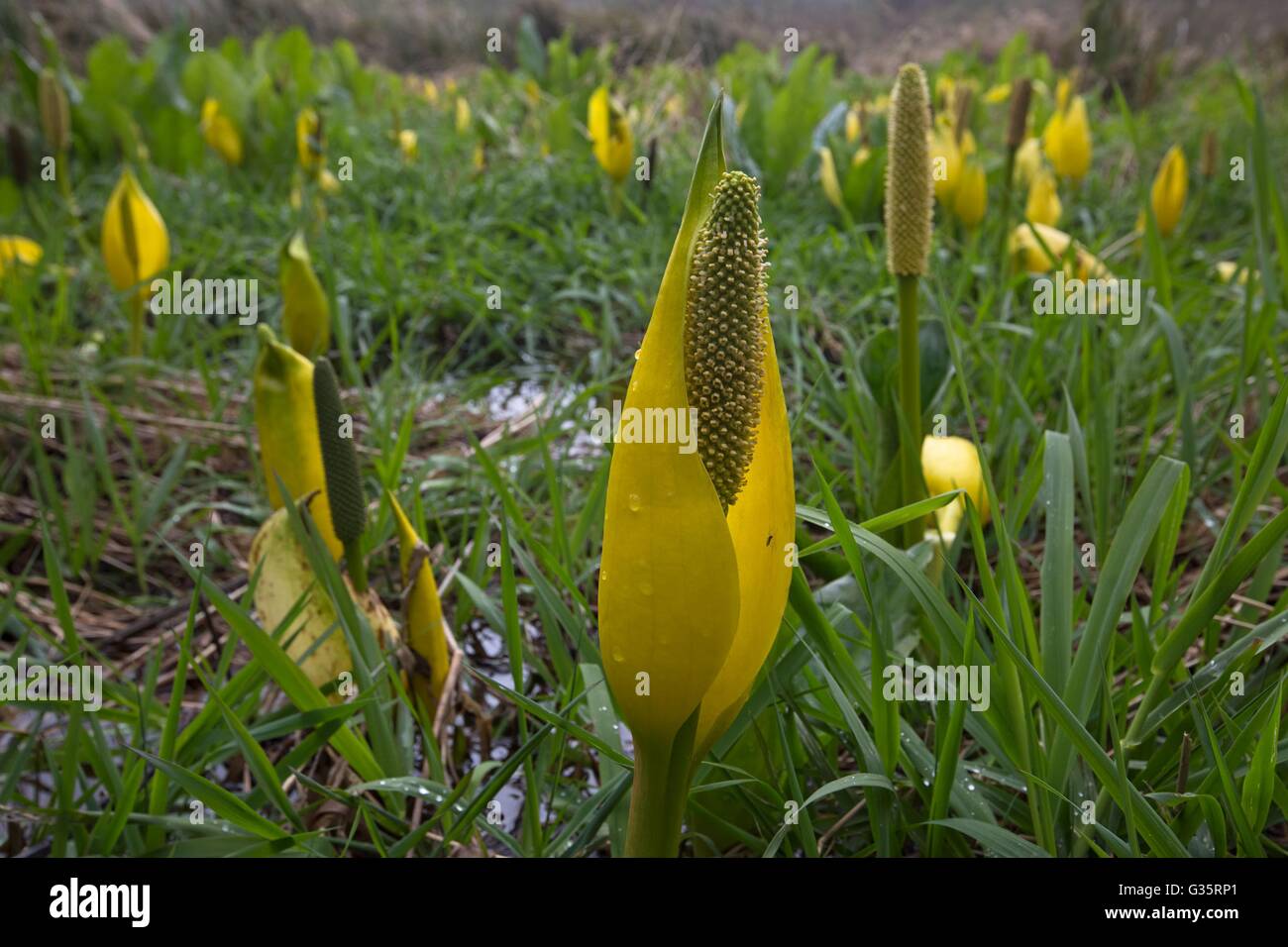 Yellow Skunk cabbage blooming in the Oregon Coast National Wildlife